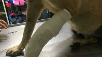 perro atropellado mascotas rescate animal